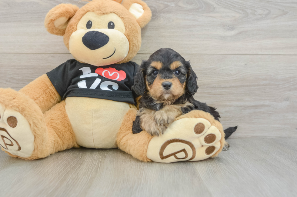7 week old Cavapoo Puppy For Sale - Simply Southern Pups