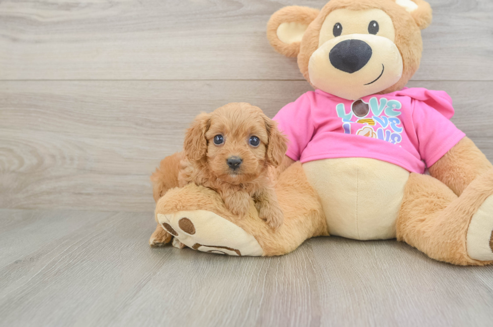 6 week old Cavapoo Puppy For Sale - Simply Southern Pups
