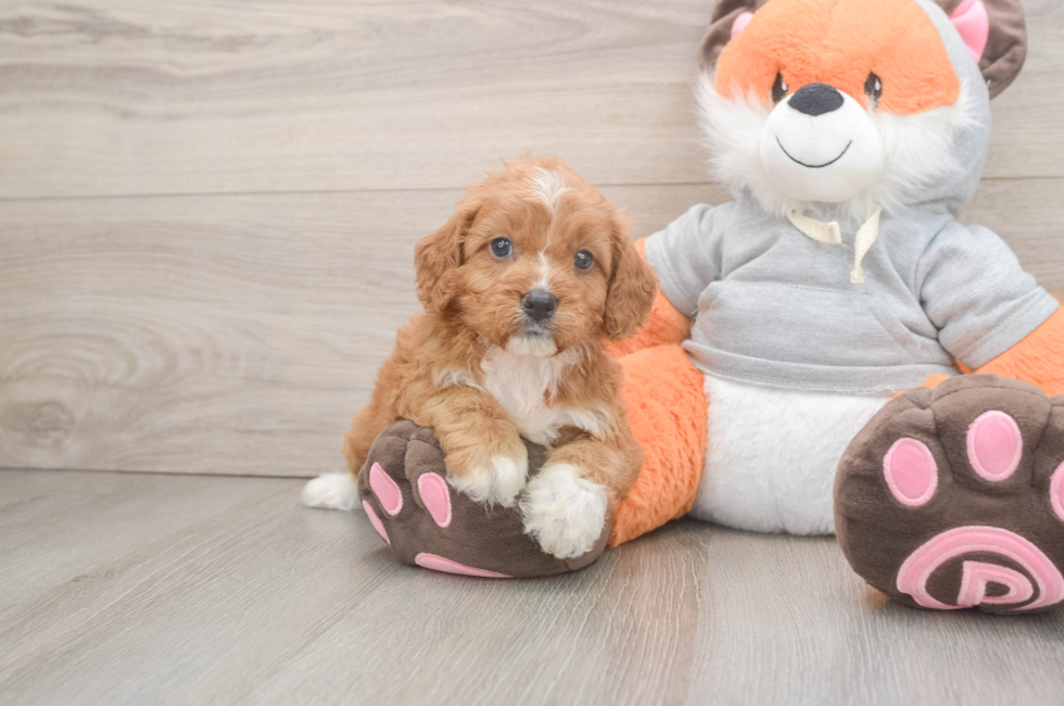 5 week old Cavapoo Puppy For Sale - Simply Southern Pups