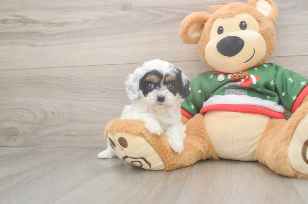 5 week old Cavapoo Puppy For Sale - Simply Southern Pups