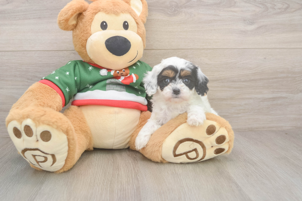 Cavapoo Pup Being Cute