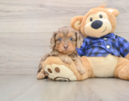 8 week old Cavapoo Puppy For Sale - Simply Southern Pups
