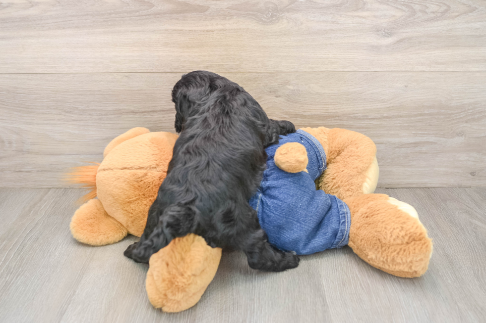 Small Cavapoo Baby