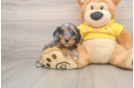 Cavapoo Puppy for Adoption