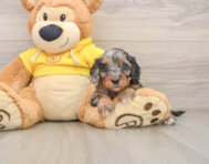 8 week old Cavapoo Puppy For Sale - Simply Southern Pups
