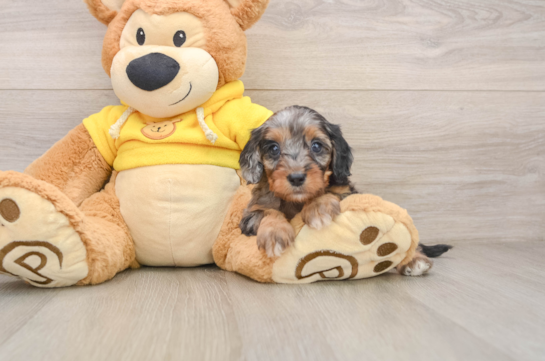 Cavapoo Puppy for Adoption