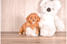 Cute Cavapoo Baby