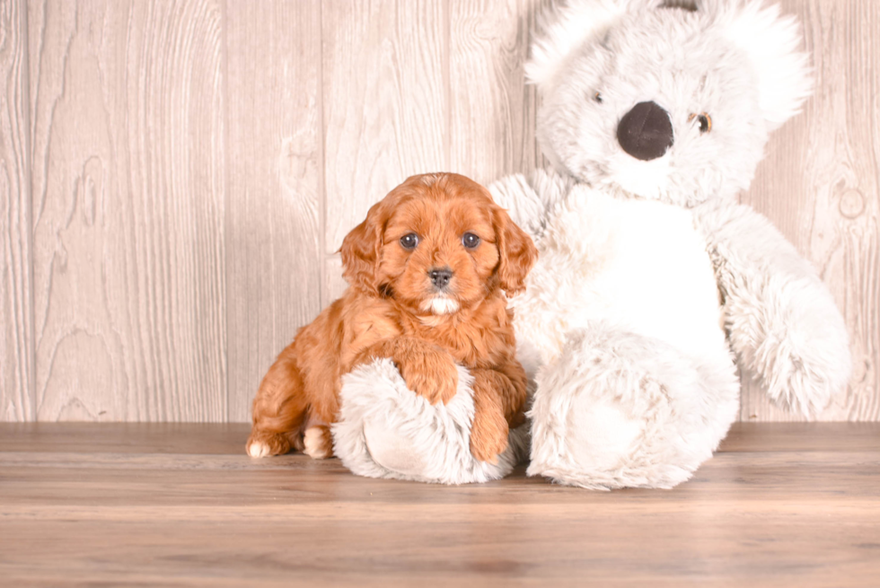 Cute Cavapoo Baby