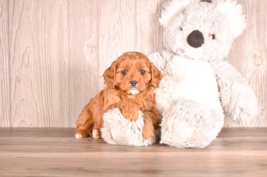 Cute Cavapoo Baby