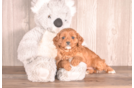 Cute Cavapoo Poodle Mix Pup