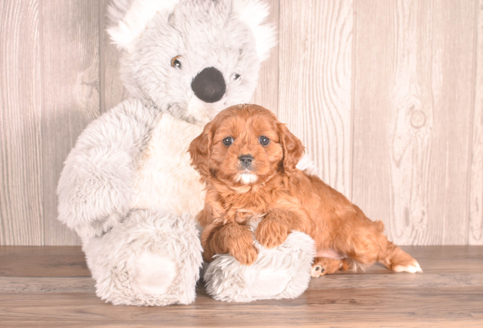 Cute Cavapoo Poodle Mix Pup