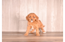 Cute Cavoodle Poodle Mix Puppy