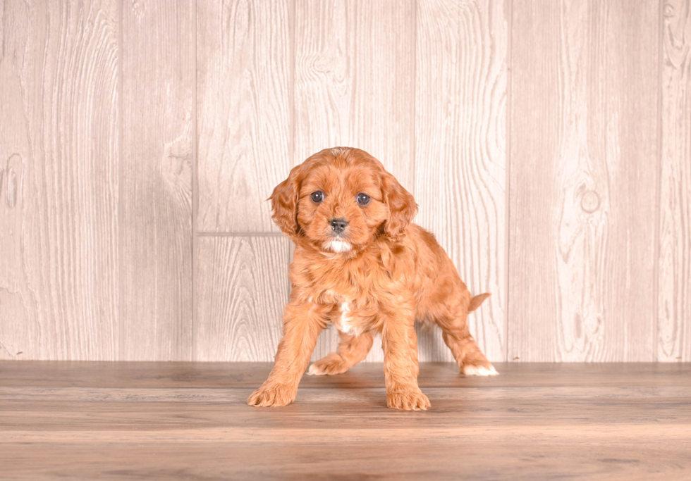 Cute Cavoodle Poodle Mix Puppy
