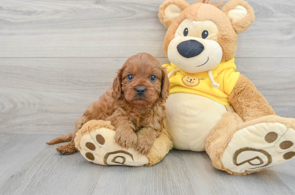6 week old Cavapoo Puppy For Sale - Simply Southern Pups