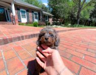 12 week old Cavapoo Puppy For Sale - Simply Southern Pups