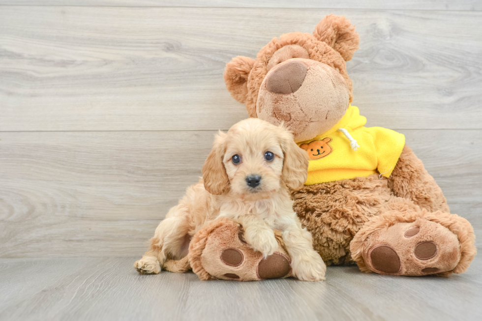 Cavapoo Pup Being Cute