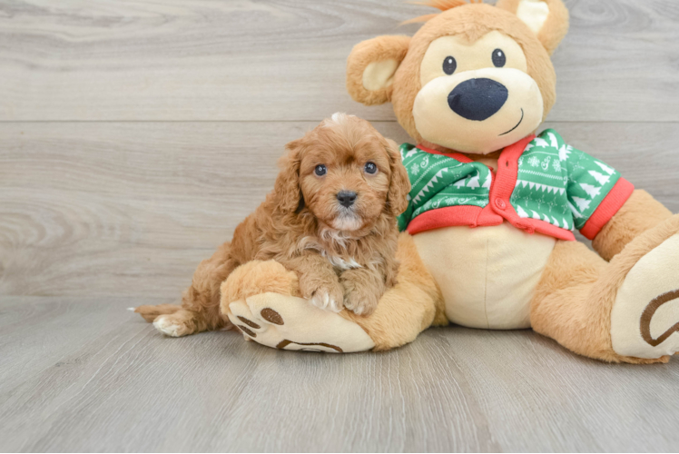 Playful Cavapoodle Poodle Mix Puppy