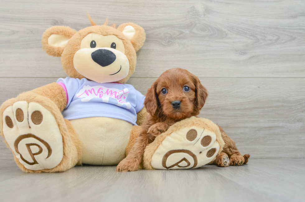 6 week old Cavapoo Puppy For Sale - Simply Southern Pups