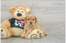 Cavapoo Puppy for Adoption