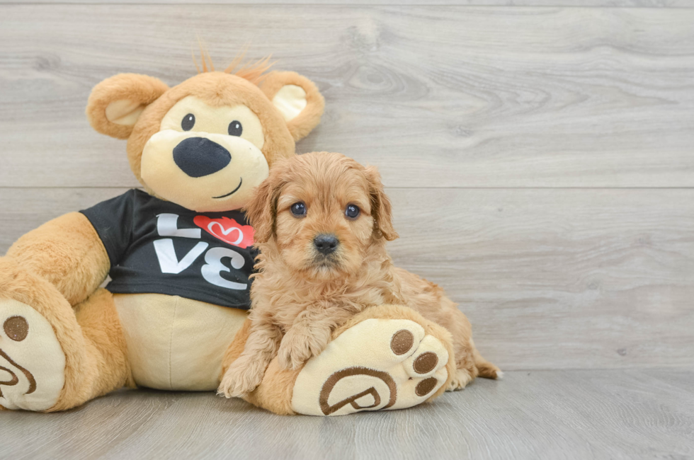 5 week old Cavapoo Puppy For Sale - Simply Southern Pups