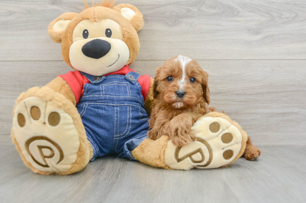 6 week old Cavapoo Puppy For Sale - Simply Southern Pups