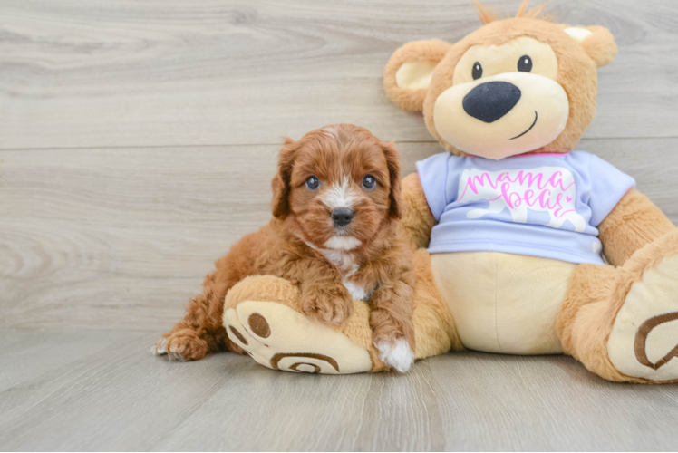 Adorable Cavalier King Charles Spaniel and Poodle Mix Poodle Mix Puppy