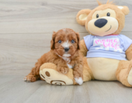 7 week old Cavapoo Puppy For Sale - Simply Southern Pups
