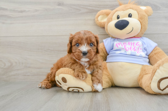Adorable Cavalier King Charles Spaniel and Poodle Mix Poodle Mix Puppy