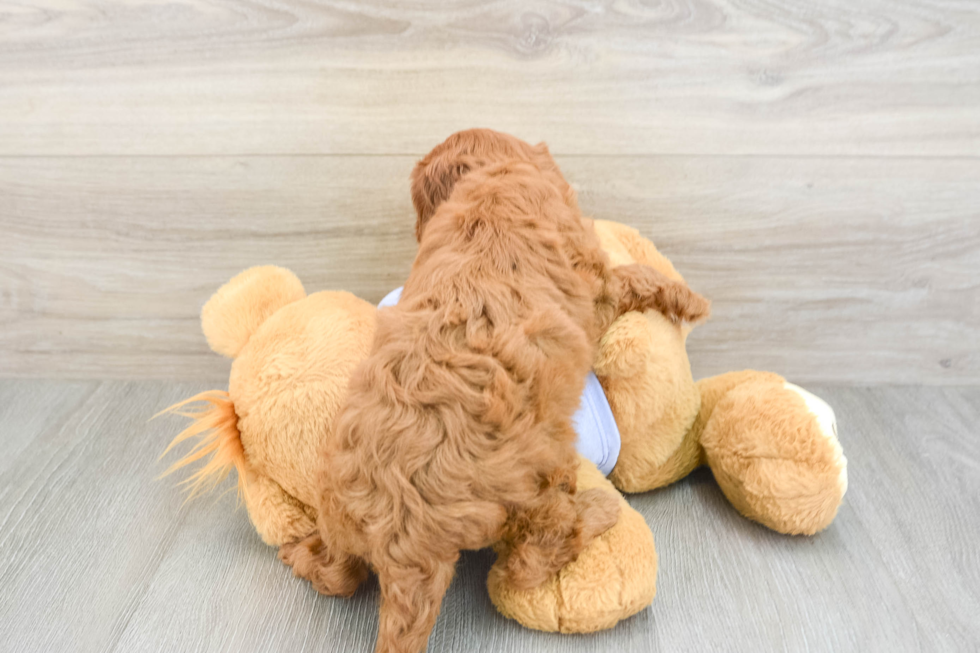 Friendly Cavapoo Baby