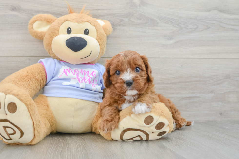 Cavapoo Pup Being Cute