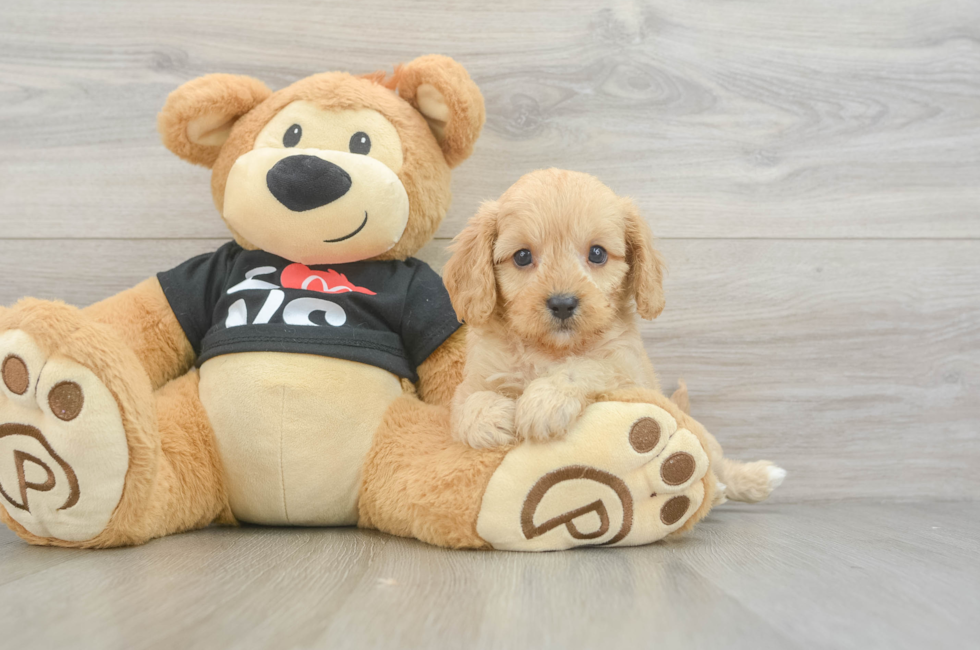 7 week old Cavapoo Puppy For Sale - Simply Southern Pups