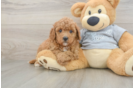 Playful Cavapoodle Poodle Mix Puppy
