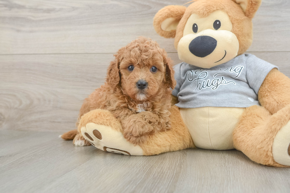 Playful Cavapoodle Poodle Mix Puppy