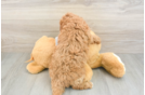 Cavapoo Puppy for Adoption