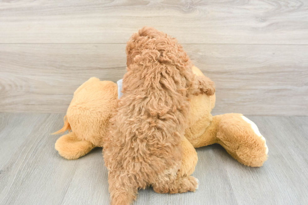 Cavapoo Puppy for Adoption