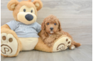 Energetic Cavoodle Poodle Mix Puppy