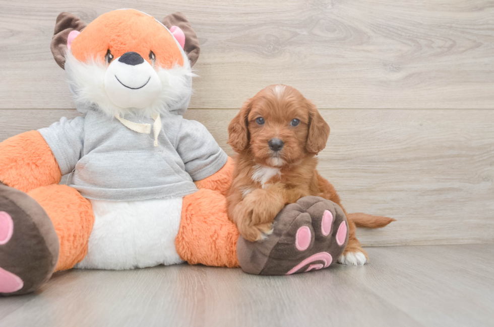 5 week old Cavapoo Puppy For Sale - Simply Southern Pups