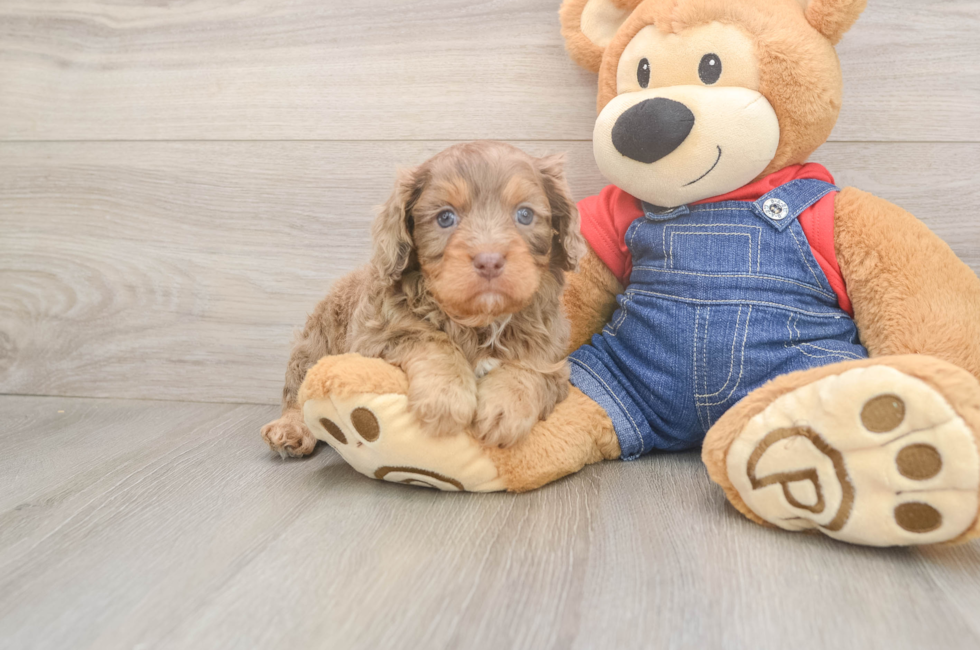 5 week old Cavapoo Puppy For Sale - Simply Southern Pups