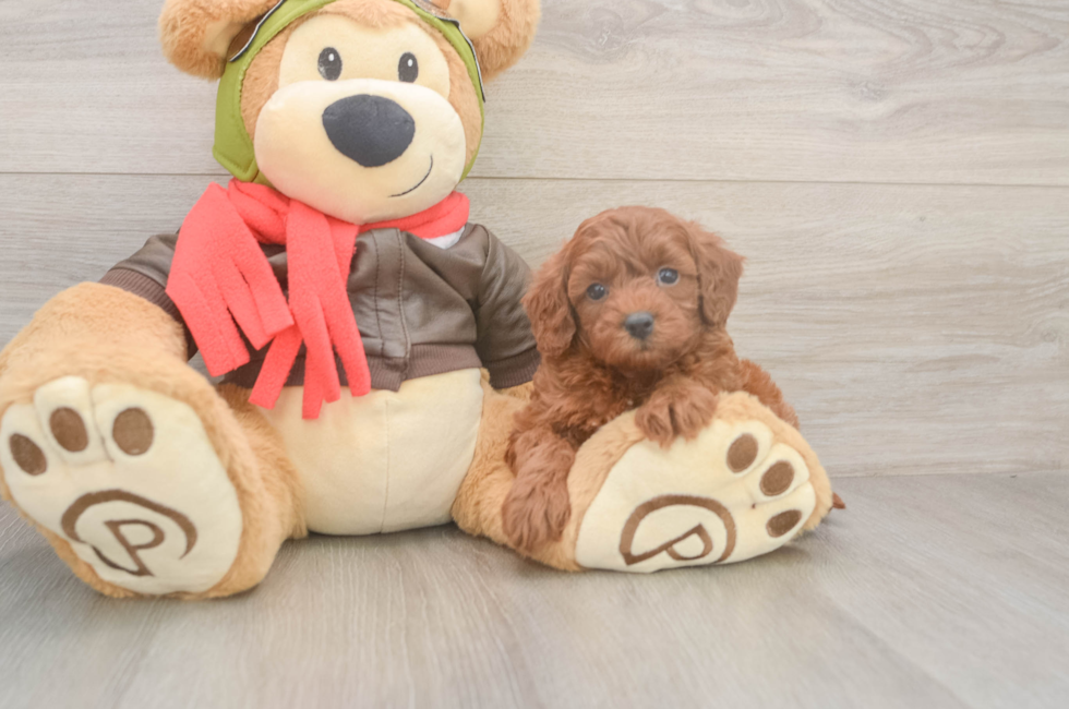 5 week old Cavapoo Puppy For Sale - Simply Southern Pups