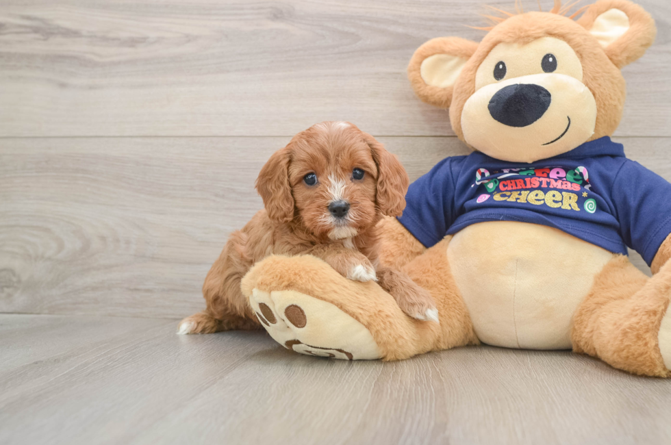 5 week old Cavapoo Puppy For Sale - Simply Southern Pups