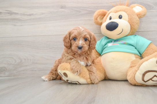 Playful Cavapoodle Poodle Mix Puppy