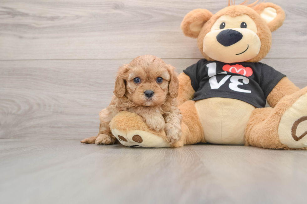 Smart Cavapoo Poodle Mix Pup