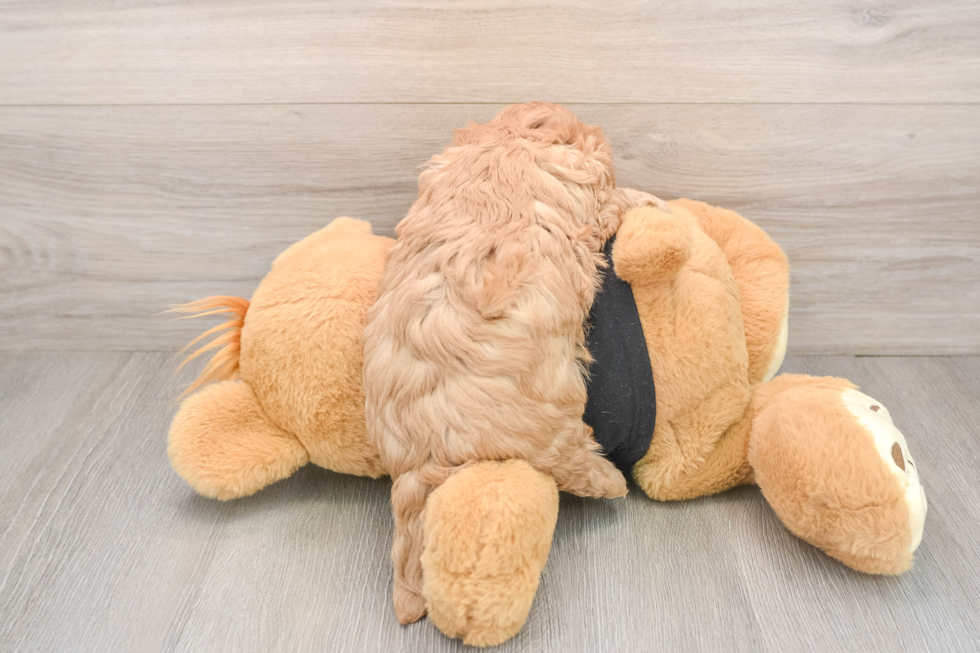 Cavapoo Puppy for Adoption