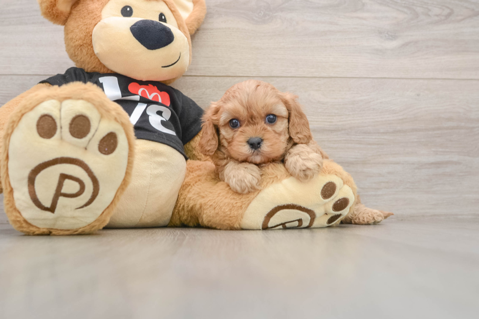 Cavapoo Pup Being Cute