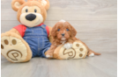 Cavapoo Puppy for Adoption