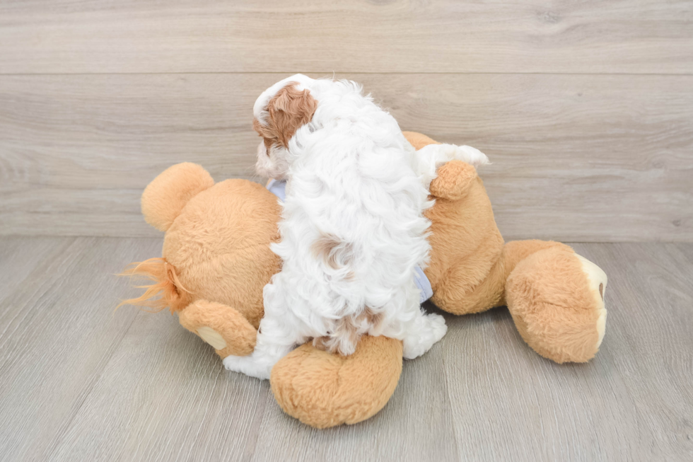 Best Cavapoo Baby