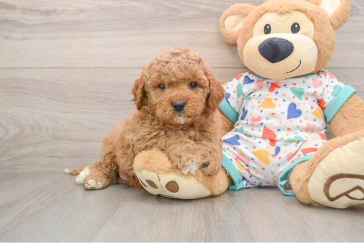 Playful Cavapoodle Poodle Mix Puppy