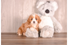 Best Cavapoo Baby