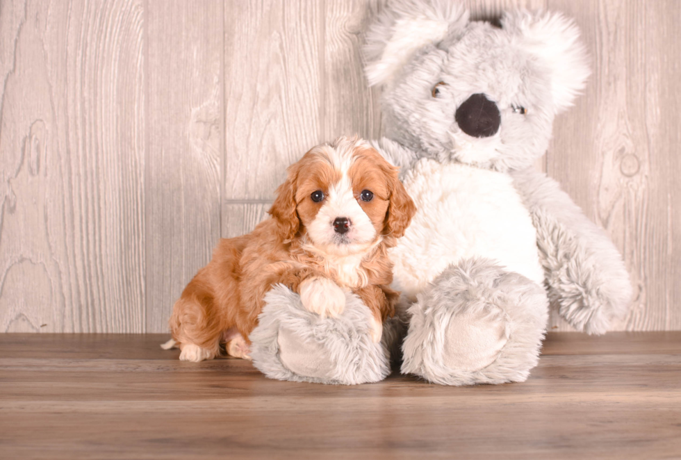 Best Cavapoo Baby