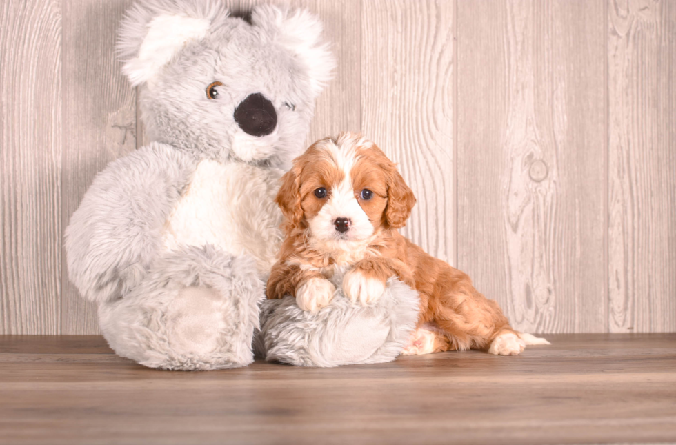 Cavapoo Pup Being Cute
